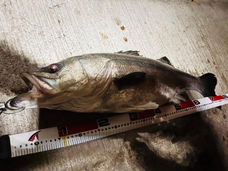 初ランカーシーバス