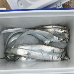 年末デイ太刀魚