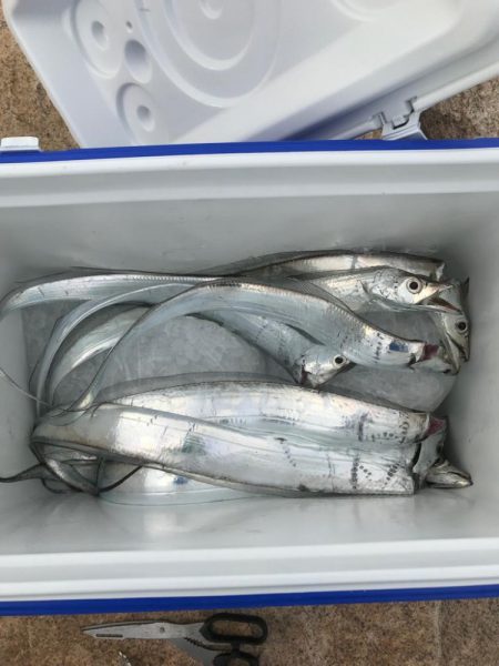 年末デイ太刀魚