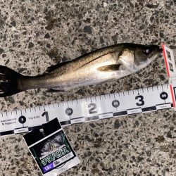 潮位が低く感じる日