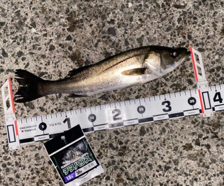 潮位が低く感じる日