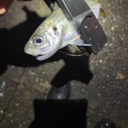 夕マズメ〜プチナイトアジング