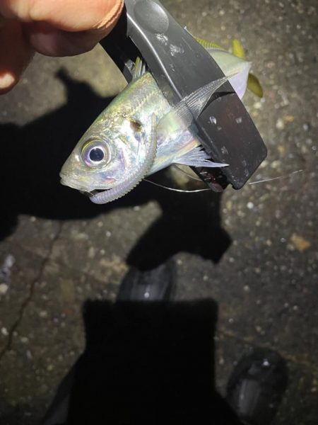 夕マズメ〜プチナイトアジング