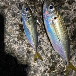 アジ釣り