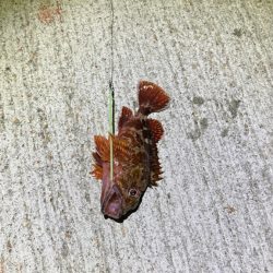 年来ラスト翼 坊主逃れで五目達成