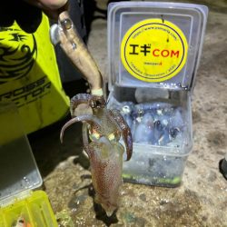 ヒイカ釣り🎣(^.^)