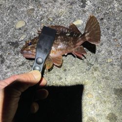 ナイトアジング調査