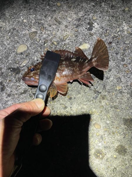 ナイトアジング調査