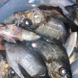 二見メバル釣り