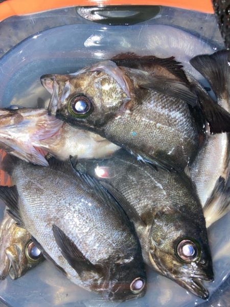 二見メバル釣り