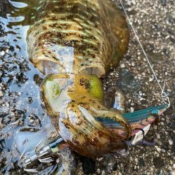 ティップがランランラン！