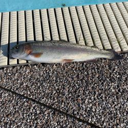 久々の管釣り、初カメプー