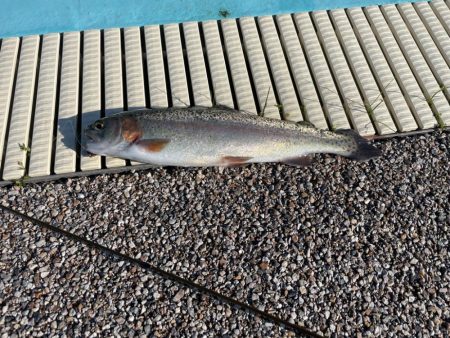 久々の管釣り、初カメプー