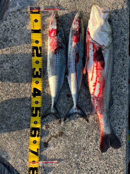 ショアジギング