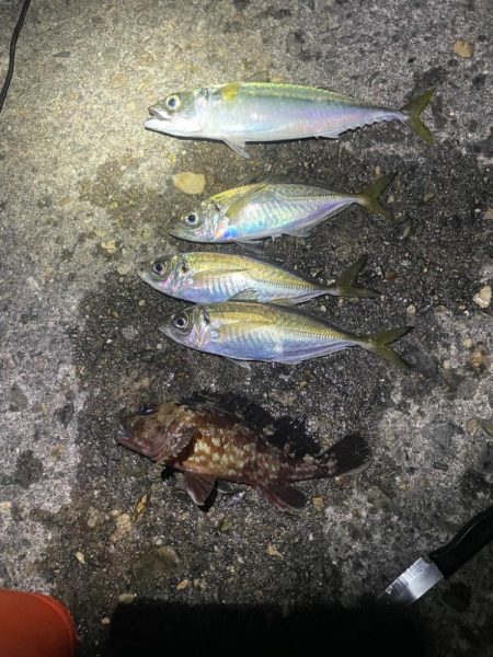 ナイトアジング