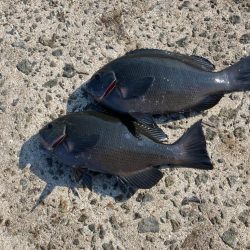 カゴ釣りでグレ