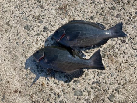 カゴ釣りでグレ