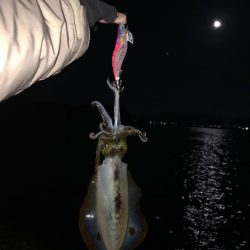 2023年最終釣行！アオリイカ