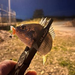 姫路ライトゲーム