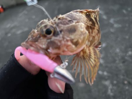 年末釣行の結末