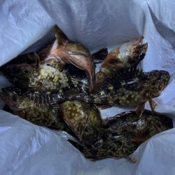 ガシラ、大アジ 釣れました