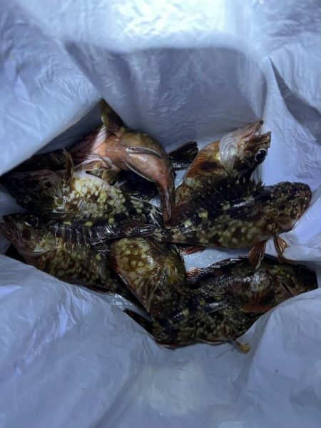 ガシラ、大アジ 釣れました