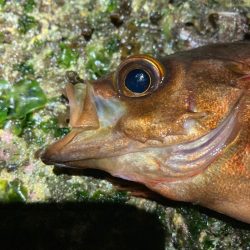 ジグ単で良型メバル