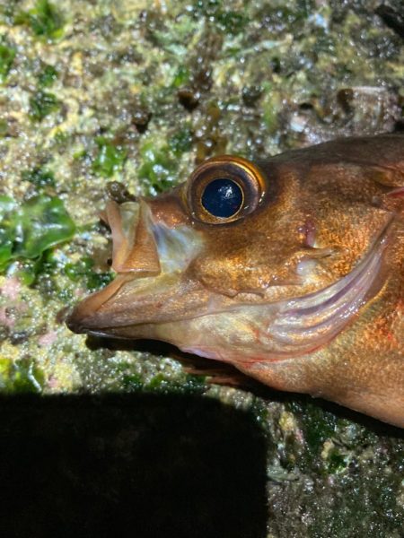 ジグ単で良型メバル