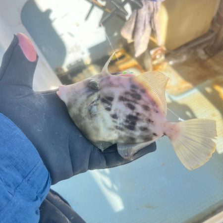 カワハギ/カワハギ仕掛け