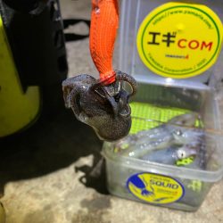 まだヒイカ釣れますよ(^。^)