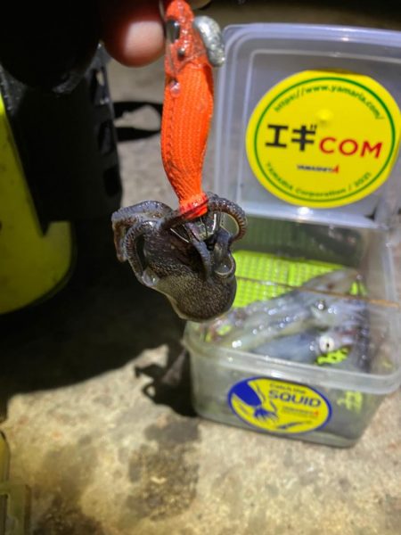 まだヒイカ釣れますよ(^。^)