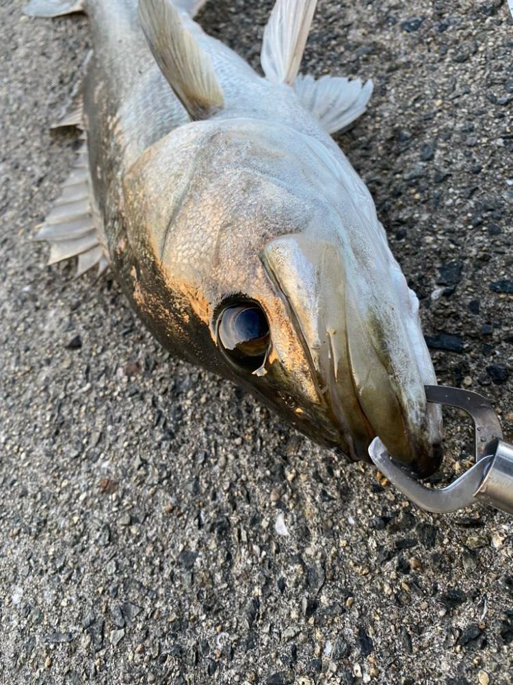 ショアジギング スズキ