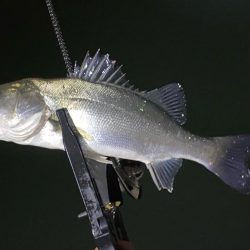 大阪市内でアジング入れ食い