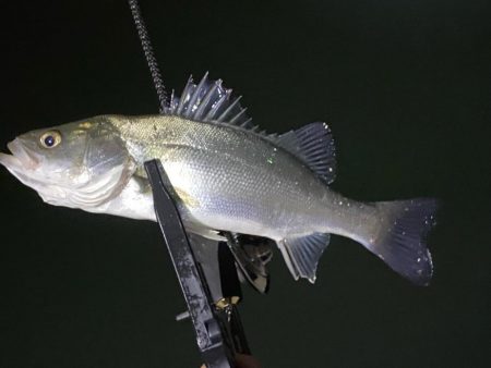 大阪市内でアジング入れ食い