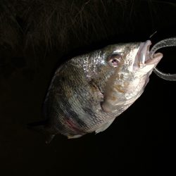 淀川のチニング