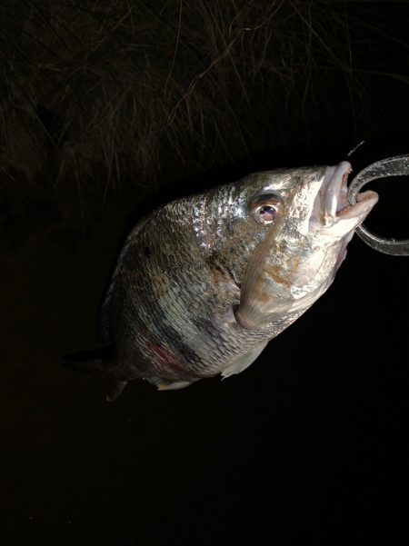 淀川のチニング