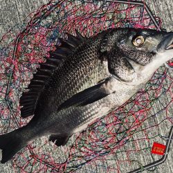 ヘチってきました