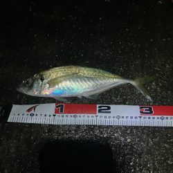 カゴ釣りで尺アジ