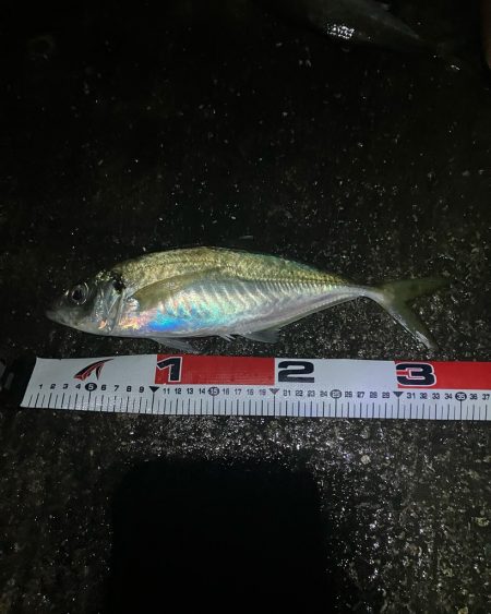 カゴ釣りで尺アジ