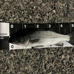 ヒラとマルの混合祭り