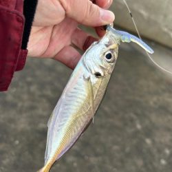 トレジャーハント