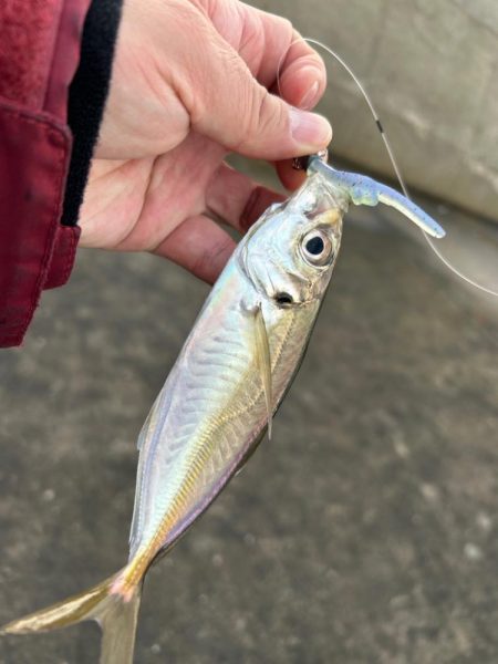 トレジャーハント