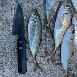 大アジまだ釣れてます