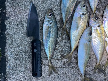 大アジまだ釣れてます