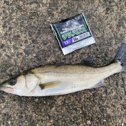 釣り始めは小雨が降り