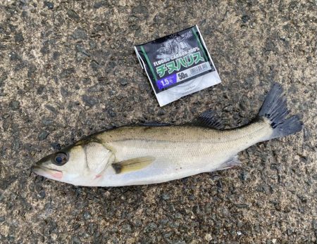 釣り始めは小雨が降り