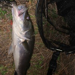 淀川のシーバス