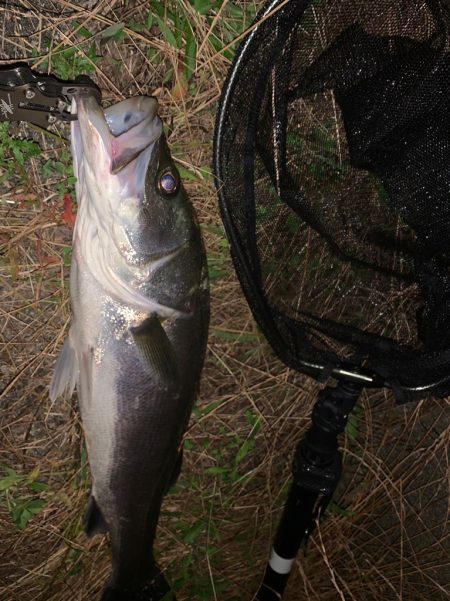 淀川のシーバス