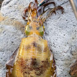 本年最後の調査❗️