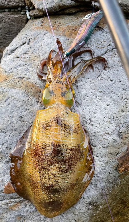本年最後の調査❗࿠…